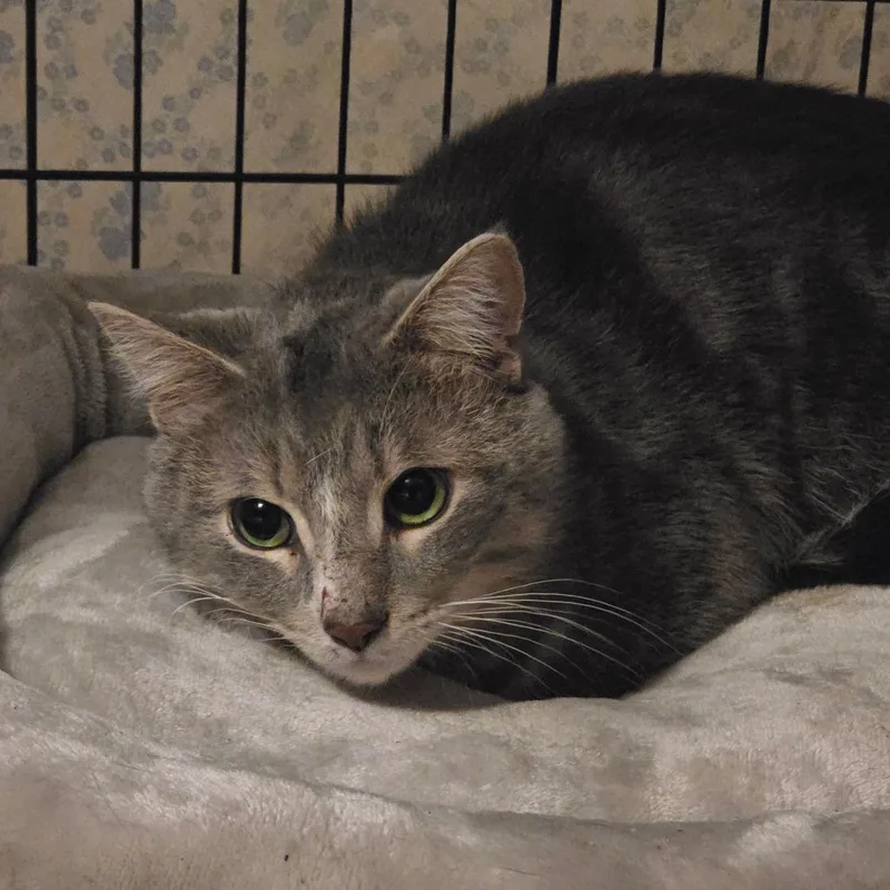 An adult small-sized male Gray / Blue / Silver Domestic Short Hair cat named Beetle for adoption in Glenfield, NY