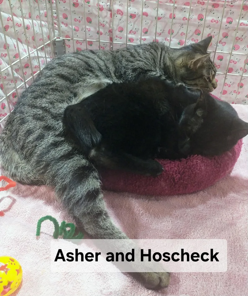 Hoscheck thumbnail 2