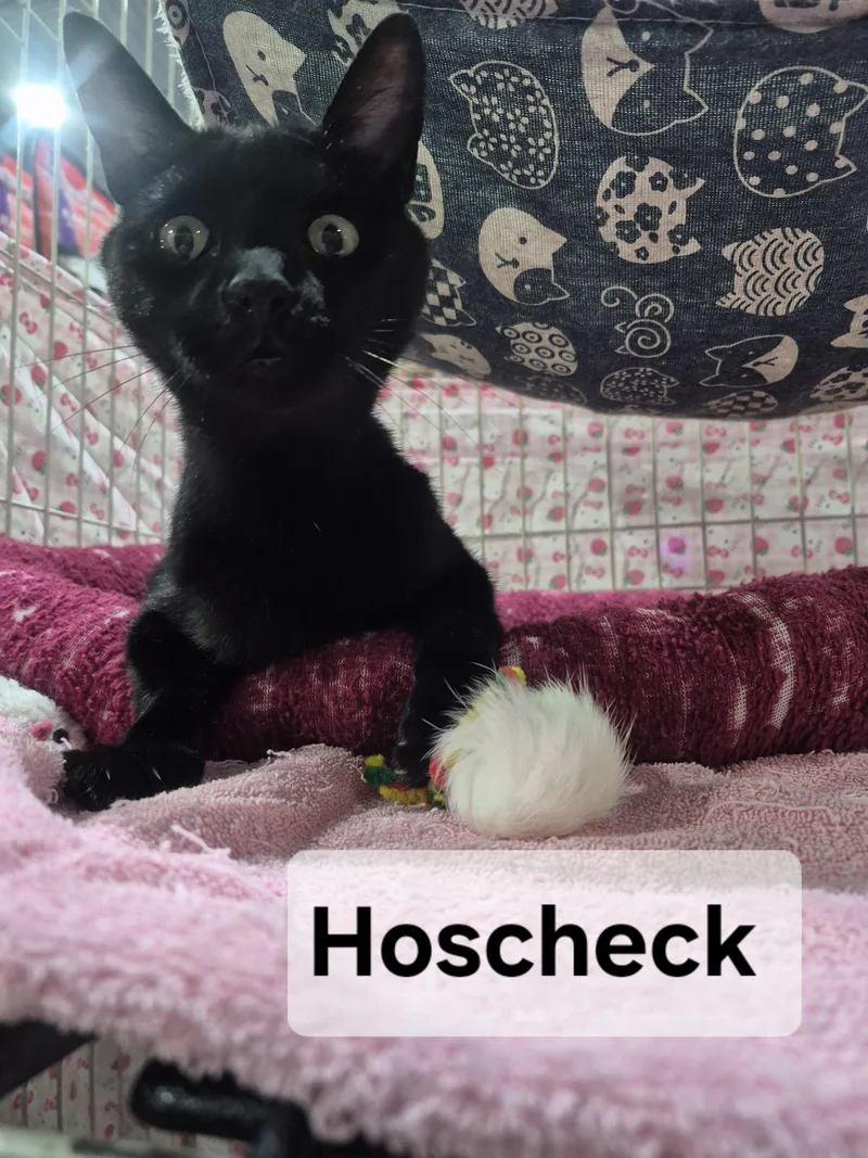 Hoscheck thumbnail 3