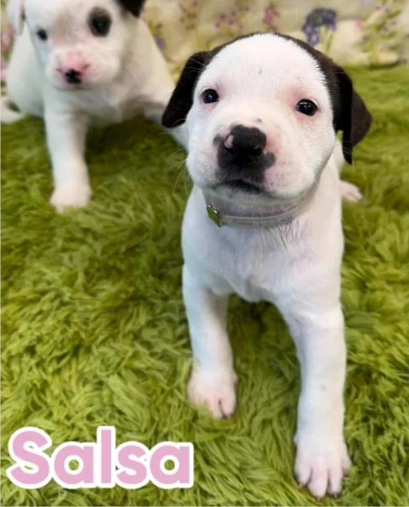 A baby large-sized female Tricolor (Brown, Black, & White) American Staffordshire Terrier dog named Salsa for adoption in Sedalia, CO