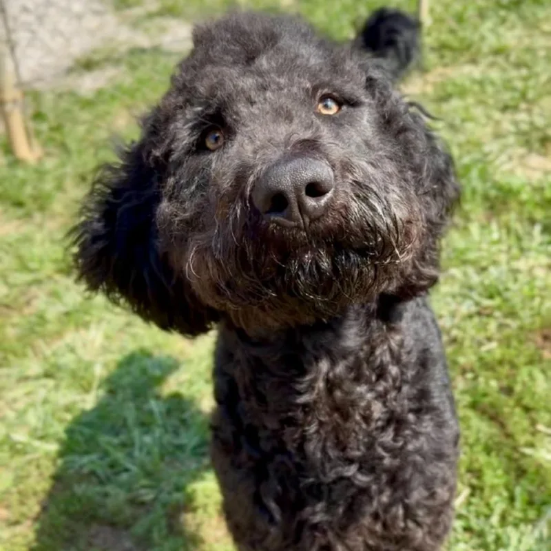 An adult large-sized male Standard Poodle dog named Teddy for adoption in Washington Township, OH