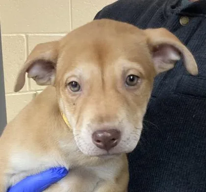 A baby medium-sized male Mixed Breed dog named Merrick for adoption in Cincinnati, OH