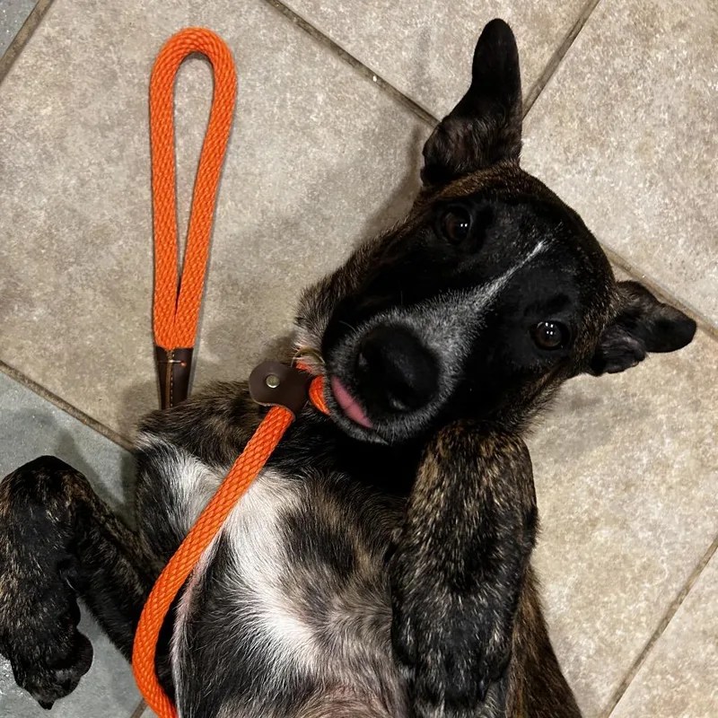 A young medium-sized male Brown / Chocolate Mixed Breed dog named River for adoption in Chattanooga, TN