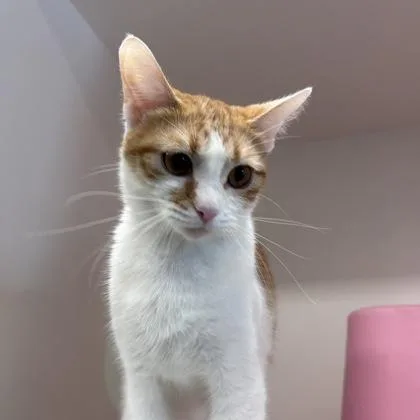A young medium-sized female Domestic Short Hair cat named Skylan for adoption in Janesville, WI