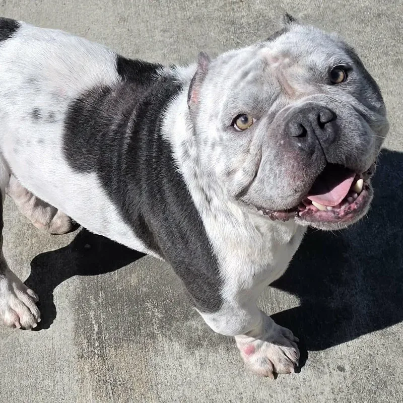 An adult medium-sized male Gray / Blue / Silver Bulldog dog named Money Bulldog Boy for adoption in Meriden, CT