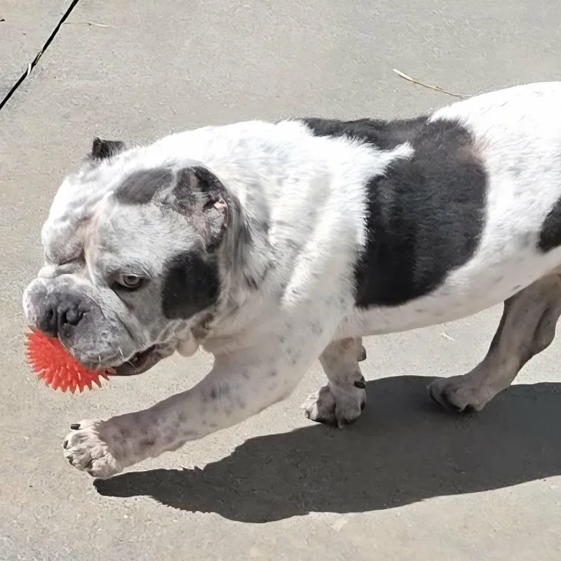 Money  Bulldog Boy thumbnail 2