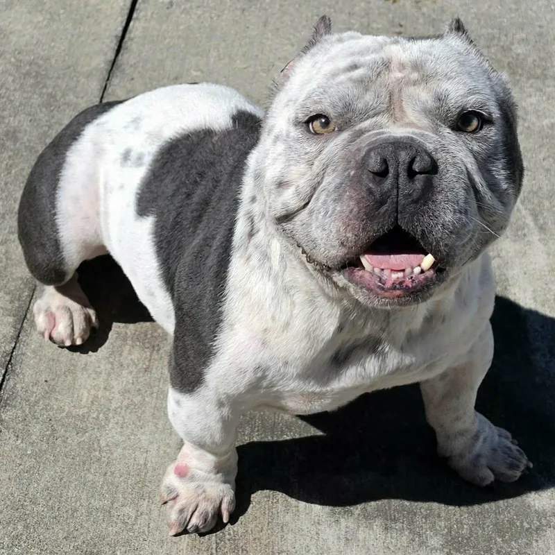 Money  Bulldog Boy thumbnail 3