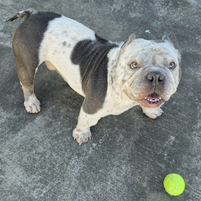 Money  Bulldog Boy thumbnail 5