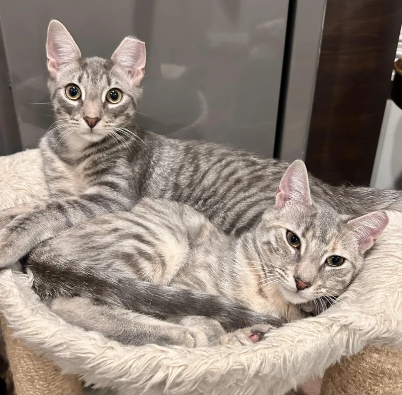 A young medium-sized female Tabby cat named Carrie and Kirby for adoption in Manalapan, NJ