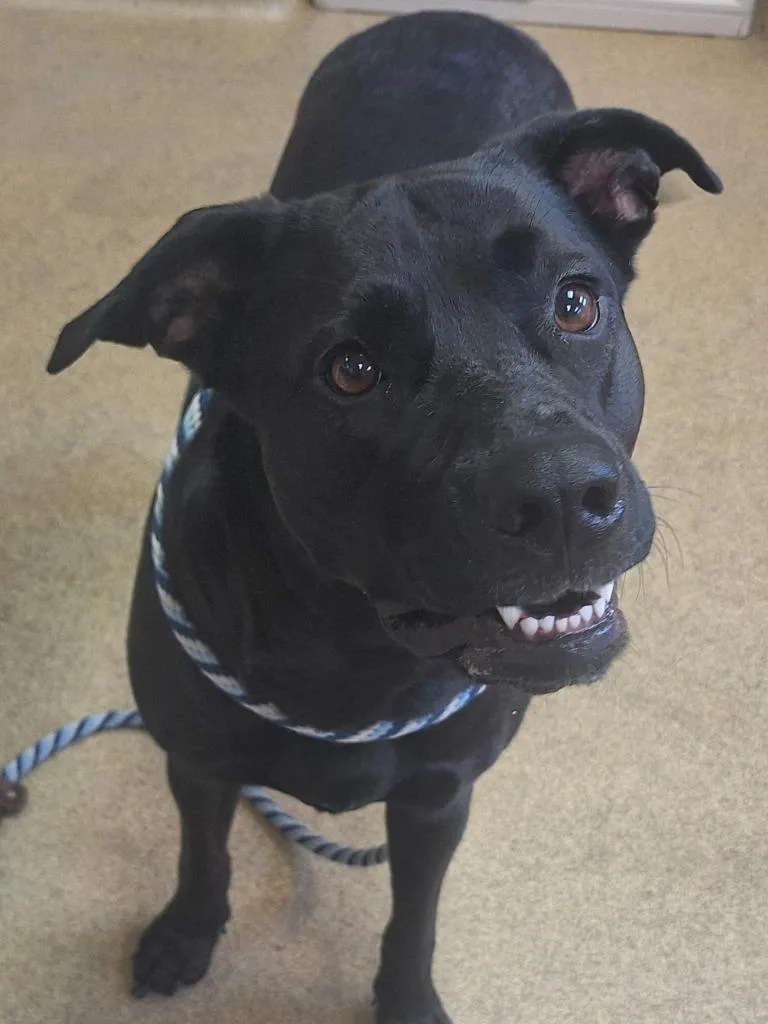 A young large-sized female Mixed Breed dog named Princess for adoption in Grand Forks, ND