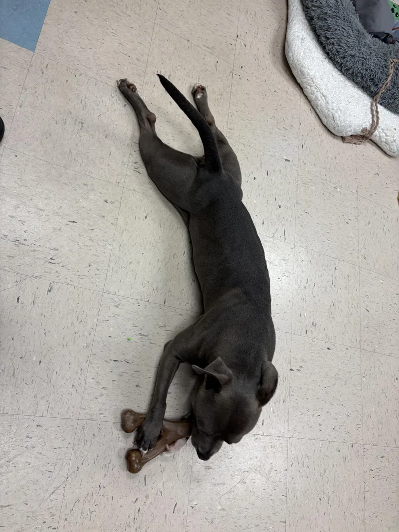 An adult medium-sized female Gray / Blue / Silver Staffordshire Bull Terrier dog named Seal for adoption in Ashland, VA