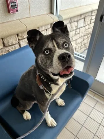 An adult medium-sized male Akita dog named Ozzie for adoption in Dayton, OH