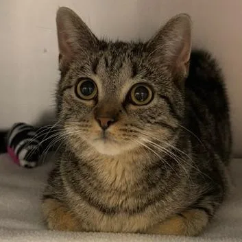 A young medium-sized female Gray / Blue / Silver Domestic Short Hair cat named Tilly for adoption in Edwardsville, IL
