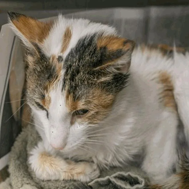 A young medium-sized female Domestic Short Hair cat named Cindy for adoption in New York, NY