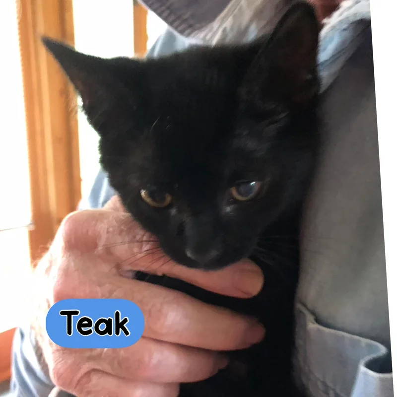 A young medium-sized male Black Domestic Short Hair cat named Teak for adoption in Warren, OH
