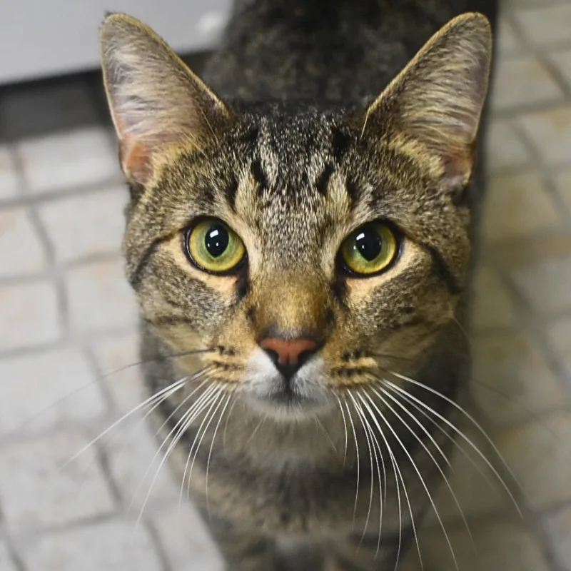A young medium-sized male Domestic Short Hair cat named Zen for adoption in Saint Petersburg, FL