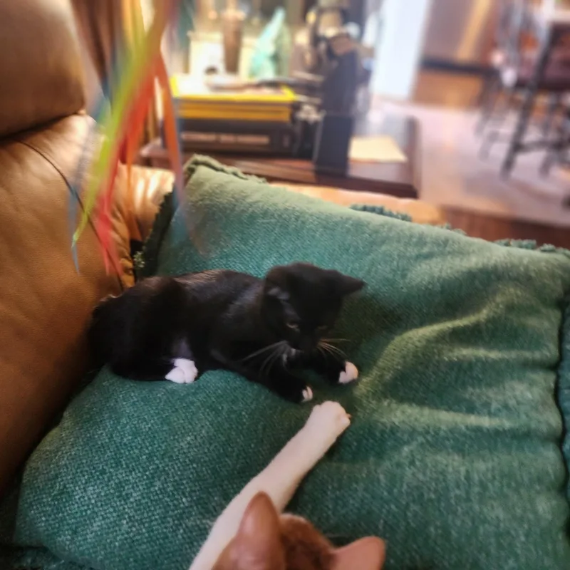 A baby small-sized female Black & White / Tuxedo Domestic Short Hair cat named Twig for adoption in Indianapolis, IN