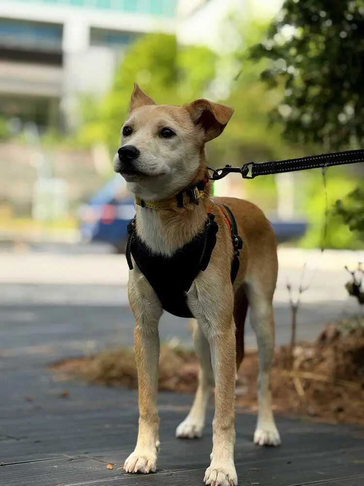 A baby medium-sized female Jindo dog named Cosmo for adoption in Long Island City, NY
