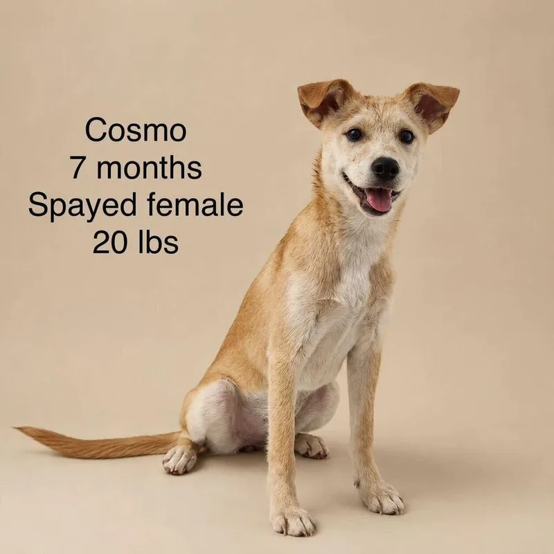 Cosmo thumbnail 3