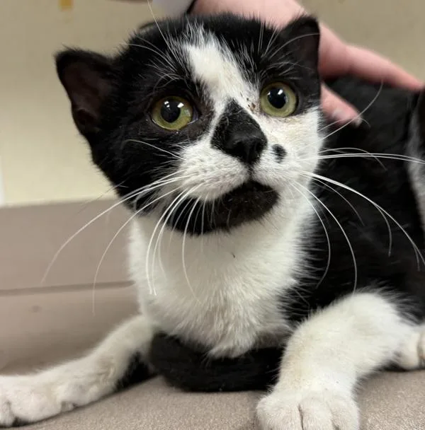 A young small-sized female Domestic Short Hair cat named Kinkajou for adoption in Salisbury, MD