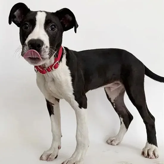A baby small-sized male Black Pit Bull Terrier dog named Chase for adoption in Saint Louis, MO