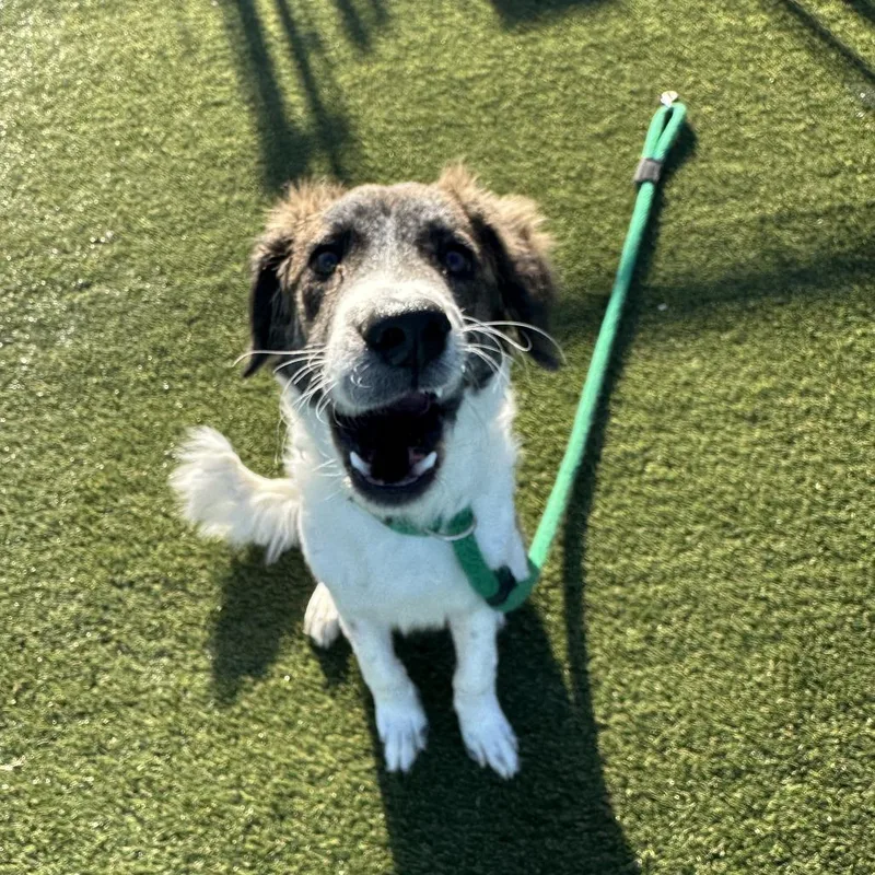 A young medium-sized male White / Cream Mixed Breed dog named Bear for adoption in Philadelphia, PA