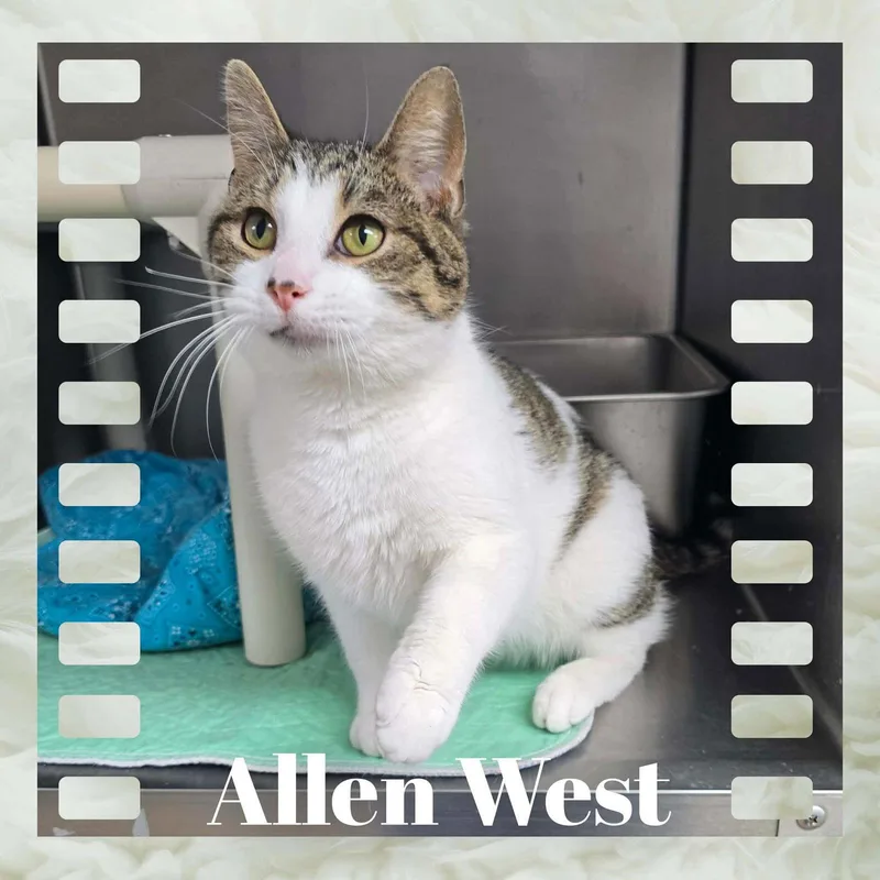 An adult medium-sized male Domestic Short Hair cat named Allen West for adoption in Sullivan, IN