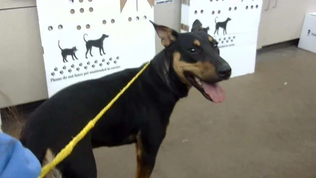 An adult medium-sized male Mixed Breed dog named Nice for adoption in Dallas, TX