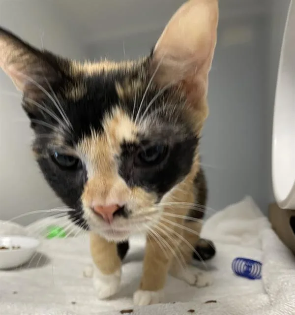 A young medium-sized female Domestic Short Hair cat named Avery for adoption in Palmetto, FL