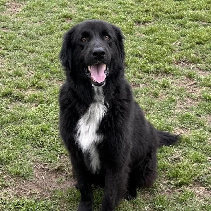 A senior large-sized male Black Newfoundland Dog dog named Scout for adoption in Monticello, IA