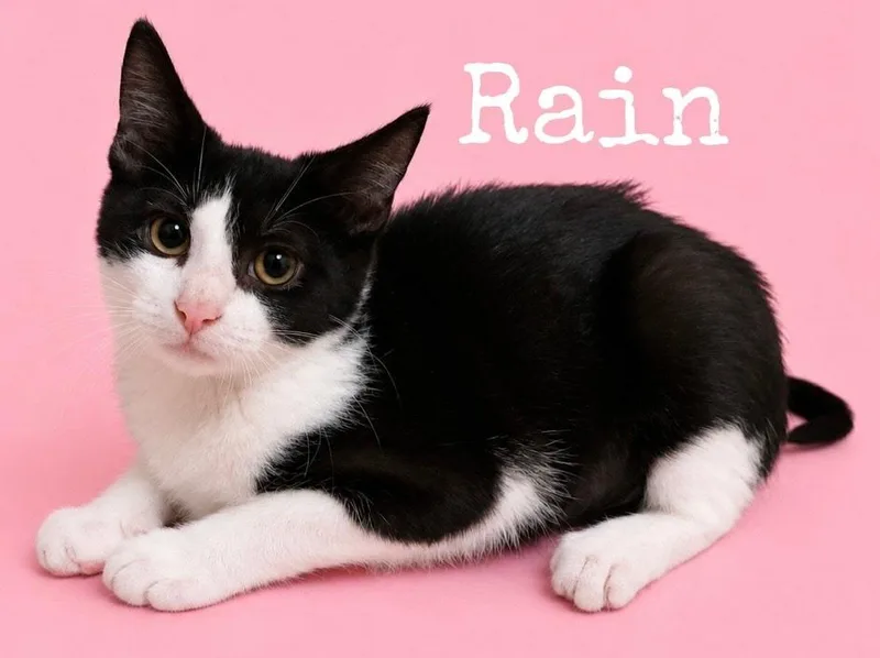 A baby medium-sized female Domestic Short Hair cat named Rain for adoption in Rutherfordton, NC