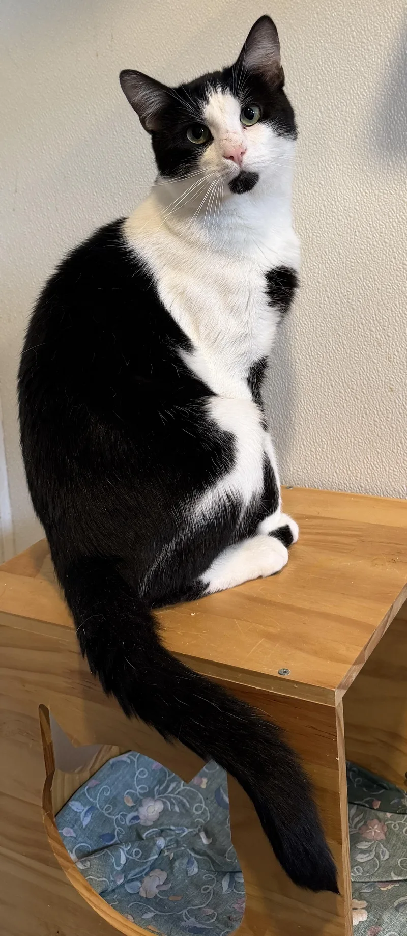 An adult large-sized male Domestic Short Hair cat named John for adoption in Brooks, ME