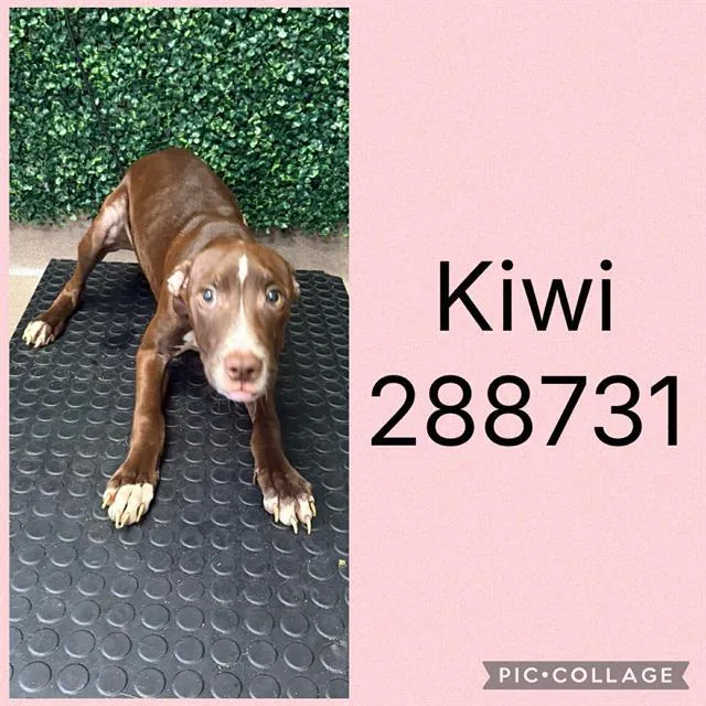 A baby small-sized female Mixed Breed dog named Kiwi for adoption in Macon, GA