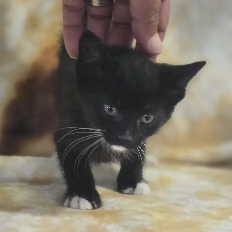 A baby small-sized female Black Domestic Short Hair cat named Eclipse for adoption in Gordonsville, TN
