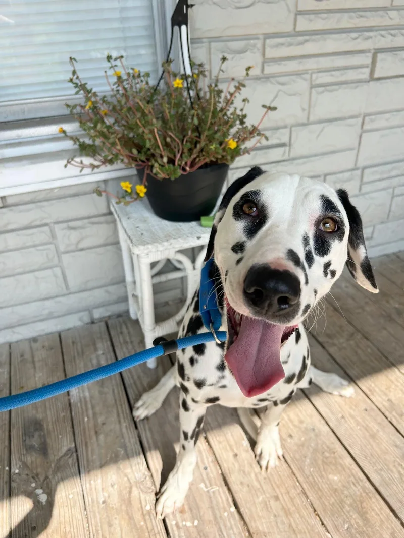 Dottie thumbnail 4