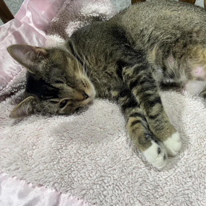 An adult medium-sized female Domestic Short Hair cat named Purrsephone for adoption in De Soto, IA
