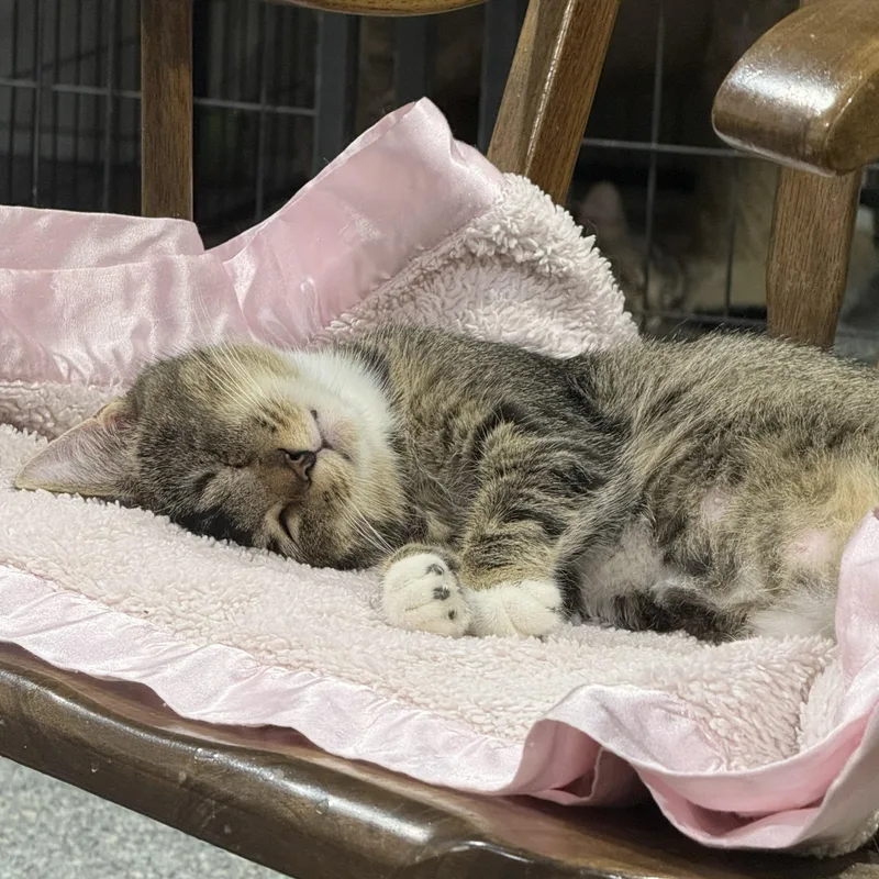 Purrsephone thumbnail 2