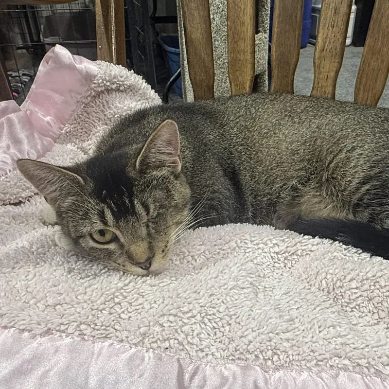 Purrsephone thumbnail 3