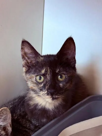 A baby small-sized female Domestic Short Hair cat named Cocoa for adoption in Manteo, NC