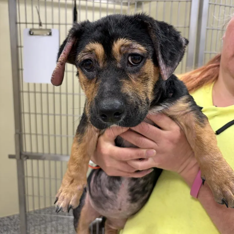 A baby small-sized female Black Dachshund dog named Diamond for adoption in Madisonville, TN