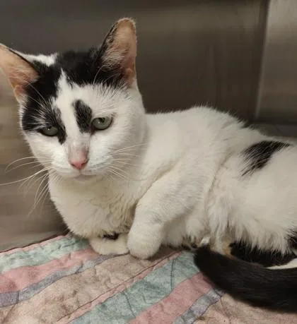 An adult medium-sized female Domestic Short Hair cat named Starr for adoption in Lafayette, IN