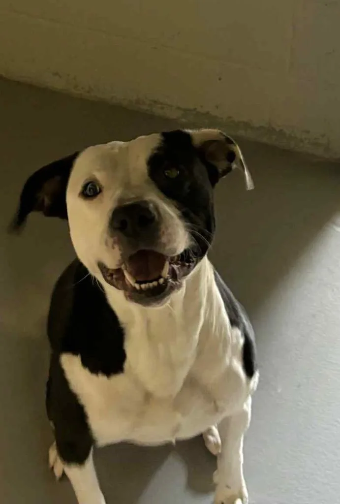 An adult large-sized male Pit Bull Terrier dog named Roscoe for adoption in Waverly, NY