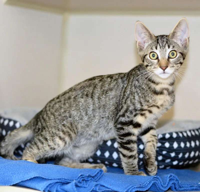 A baby medium-sized male Tabby (Brown / Chocolate) Tabby cat named Surf N Turf for adoption in San Clemente, CA
