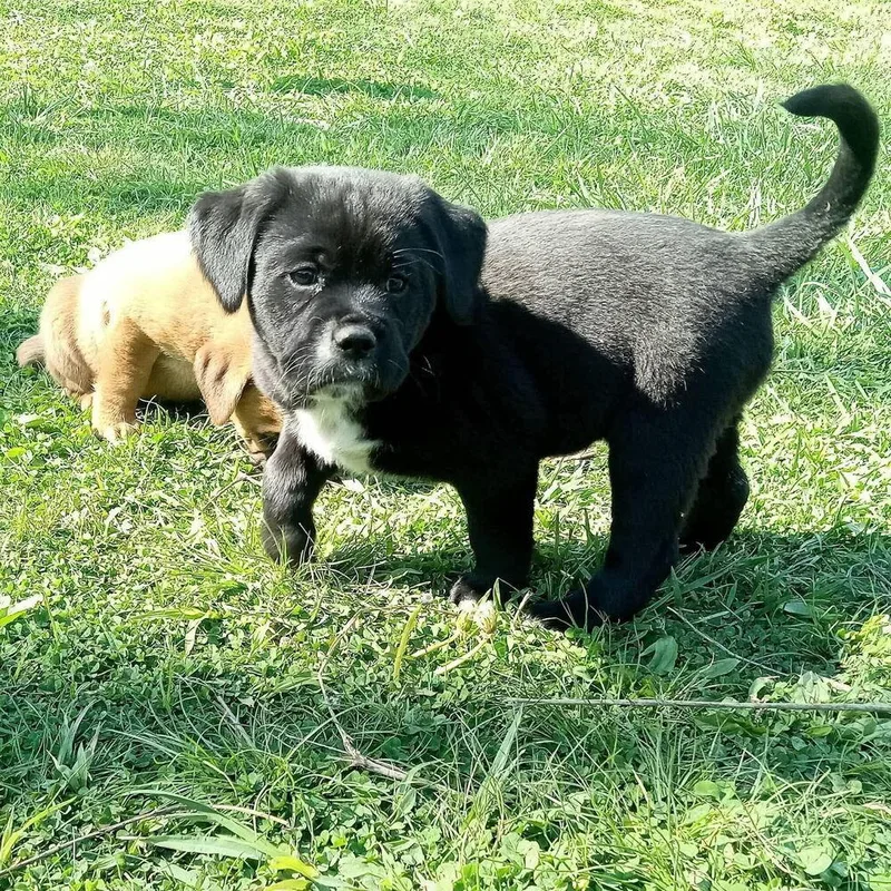 A baby large-sized female Tricolor (Brown, Black, & White) Labrador Retriever dog named Coco Pups : Colette for adoption in Aurora, IN