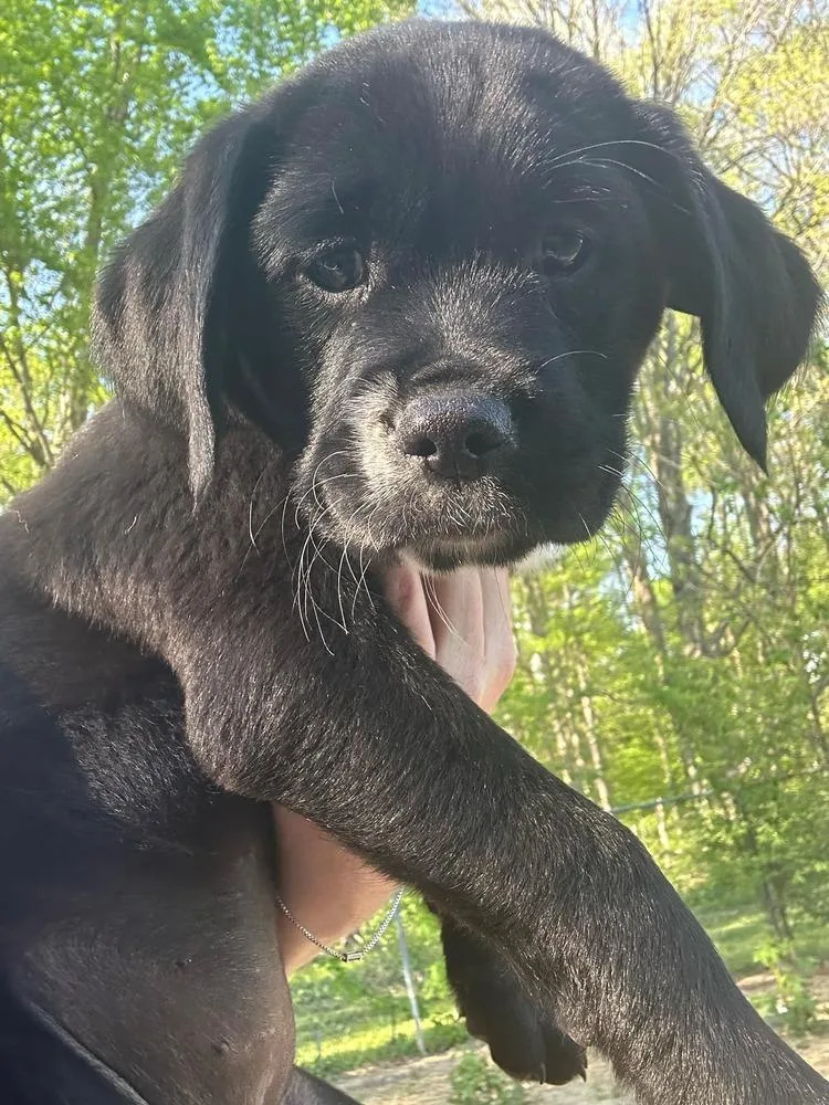 Coco Pups : Colette thumbnail 3