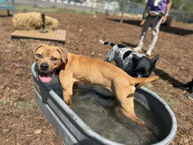 A young large-sized male Pit Bull Terrier dog named Boston Cream for adoption in Denver, CO