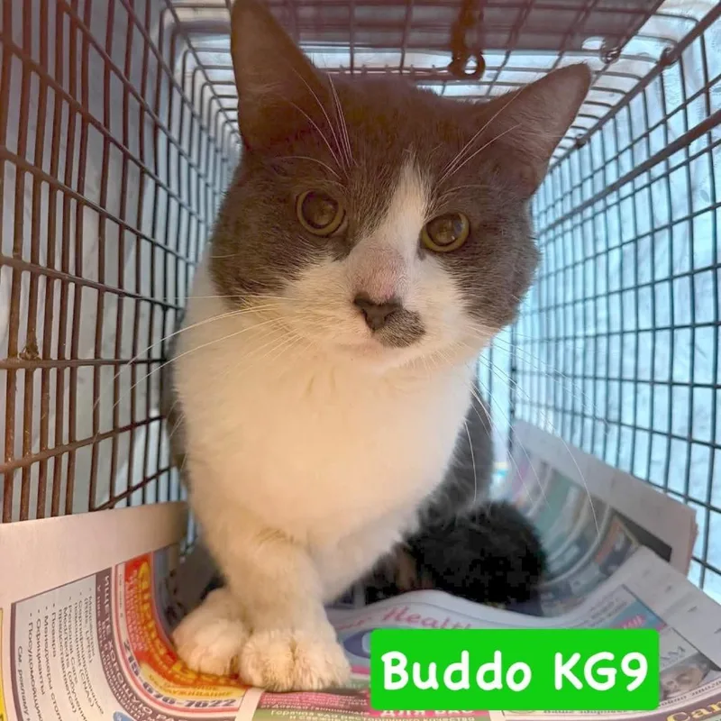 An adult medium-sized male White Domestic Short Hair cat named Buddo Kg for adoption in Philadelphia, PA