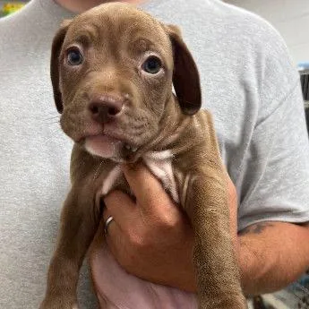 A baby small-sized female Brown / Chocolate Mixed Breed dog named Firefly for adoption in Buffalo, MN