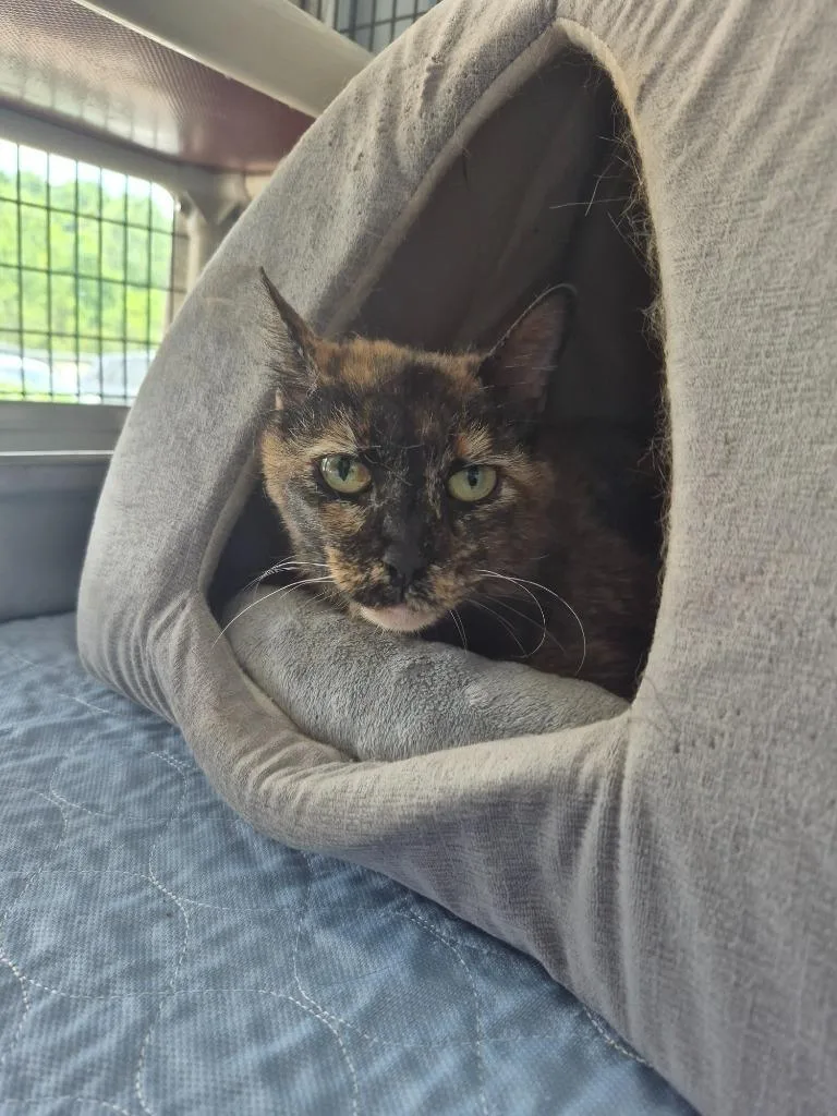 A senior medium-sized female Domestic Short Hair cat named Steph for adoption in Cincinnati, OH