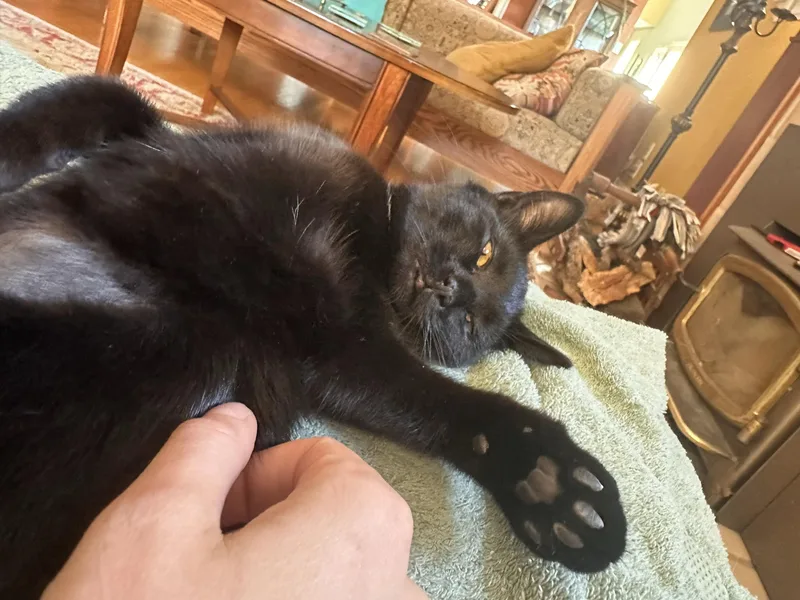 A baby large-sized male Black Domestic Short Hair cat named Dill and Darcy for adoption in Seattle, WA